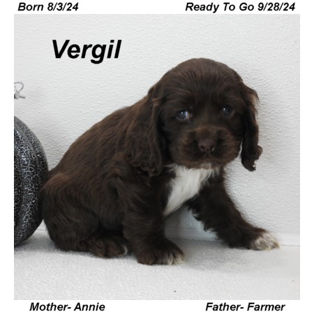 puppy, for, sale, Cocker Spaniel, Joe & Cherri  Overlease, dog, breeder, Miller, MO, dog-breeder, puppy-for-sale, forsale, nearby, find, puppyfind, locator, puppylocator, aca